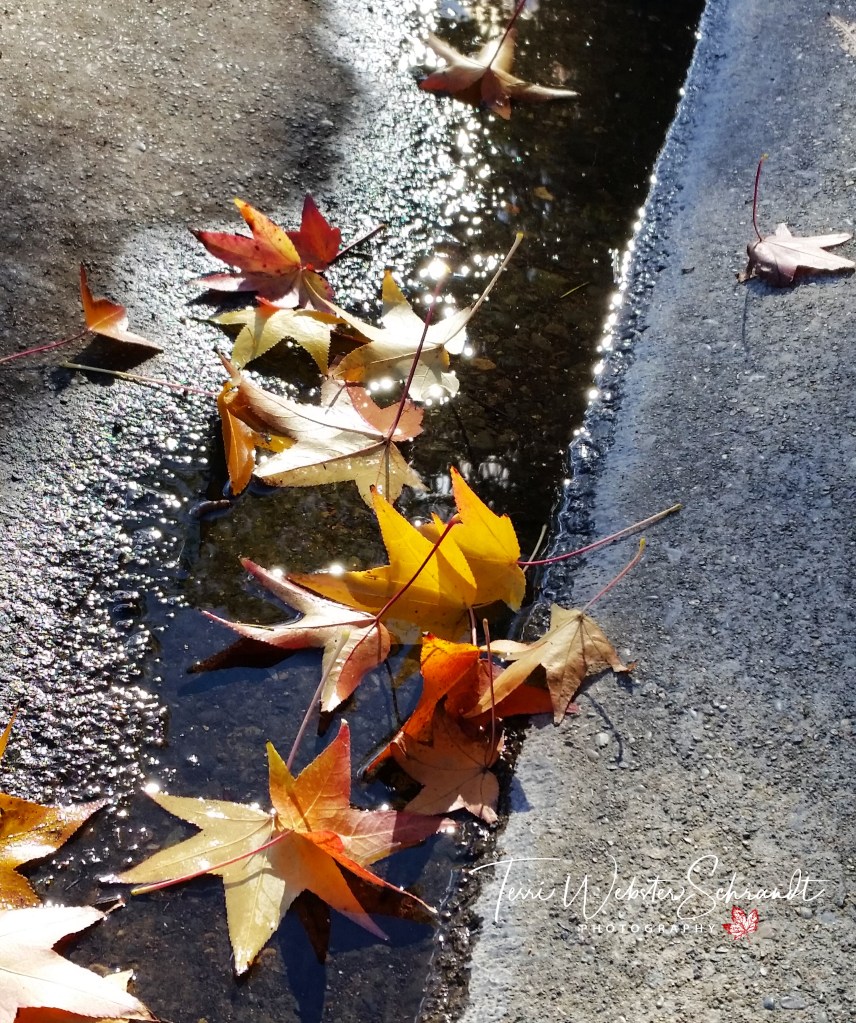 Fallen reflected leaves