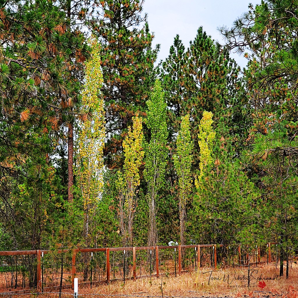 Hint of Autumn in the Aspen trees