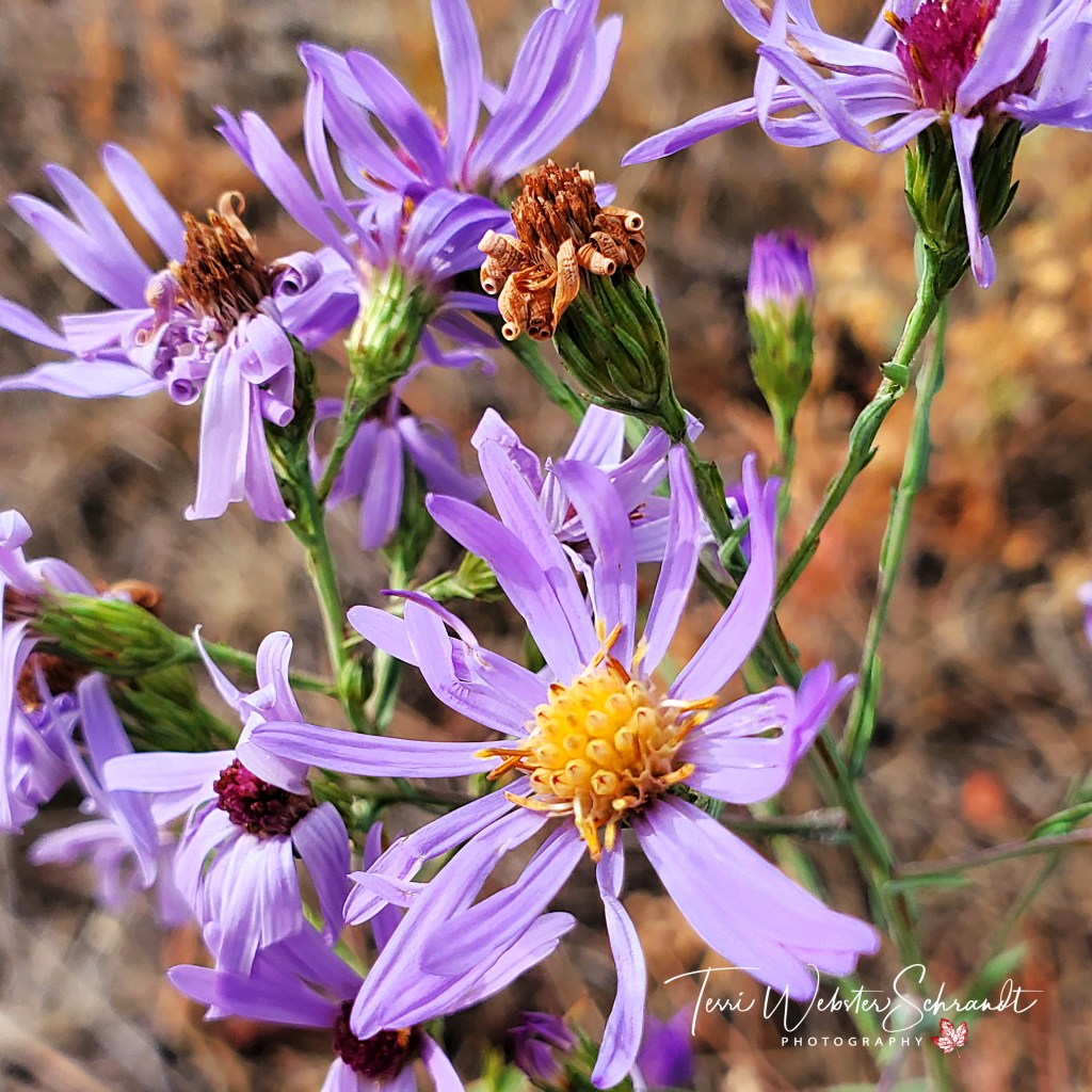 Purple Fall Aster