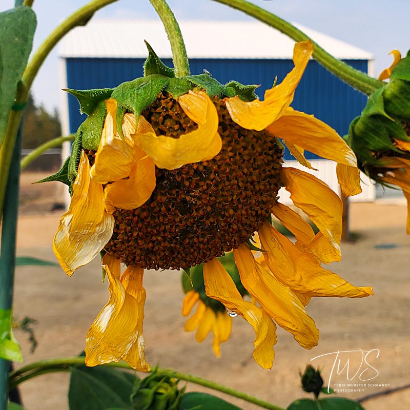 Wordless Wednesay: Celebrating the Autumn Equinox with&nbsp;Sunflowers