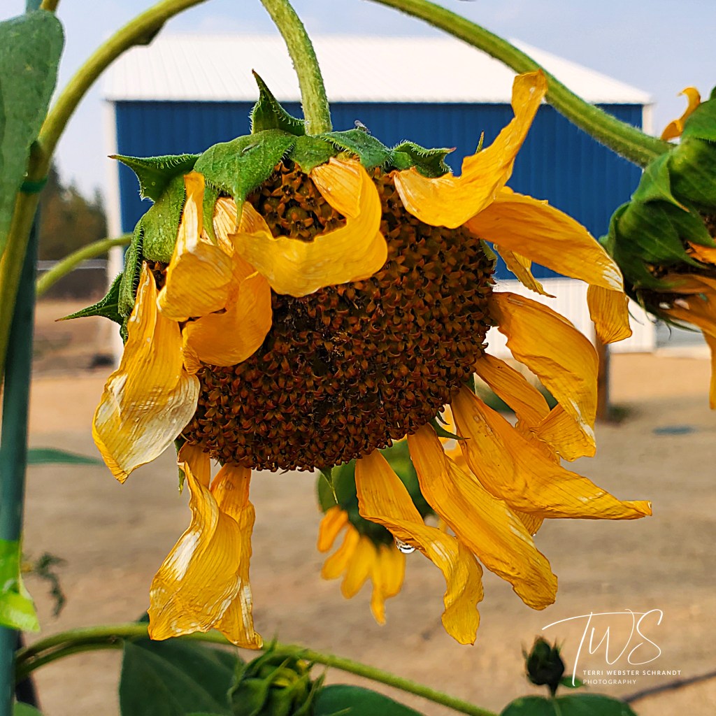 Spent Sunflower