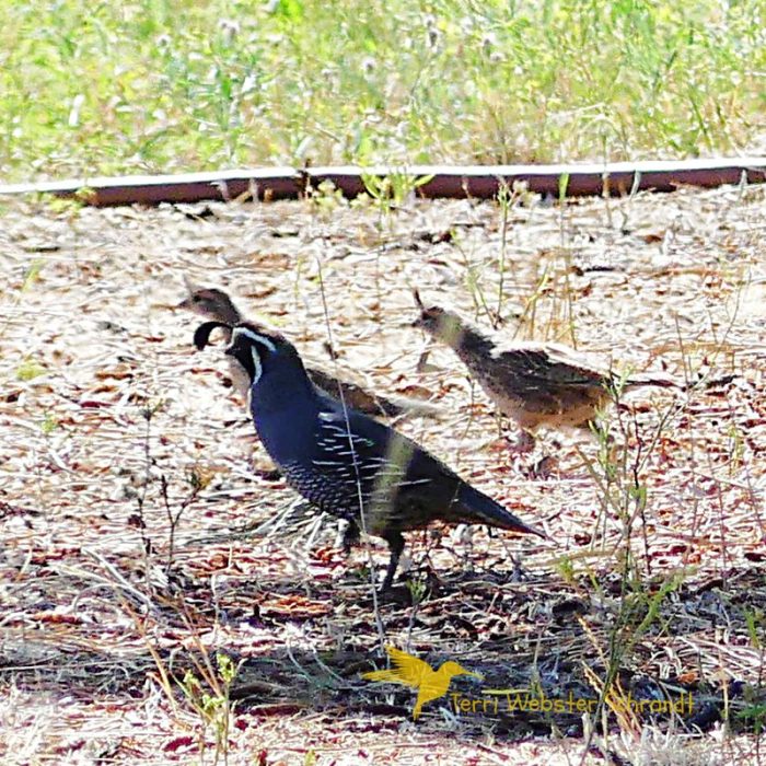 Flock of Quail