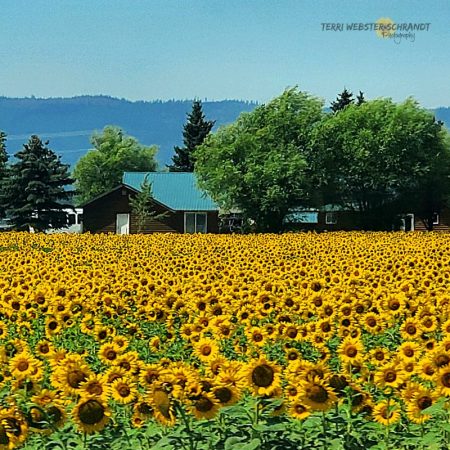 Field of sunflowers