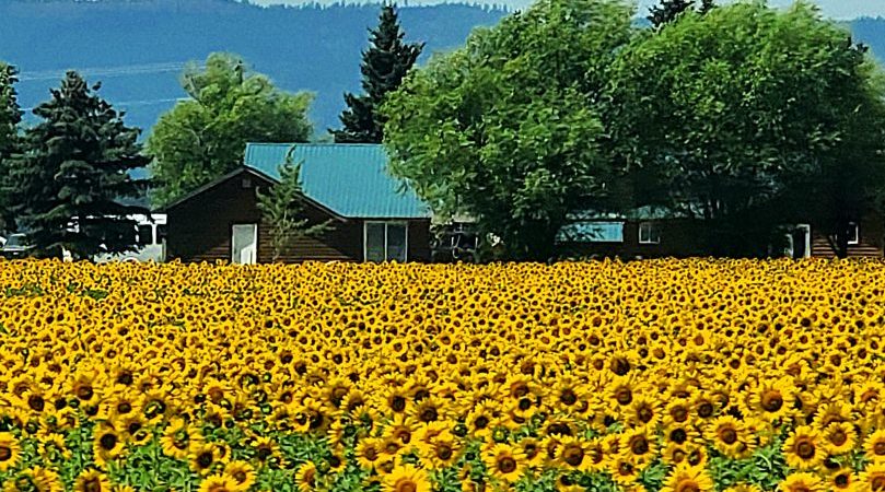 Field of sunflowers
