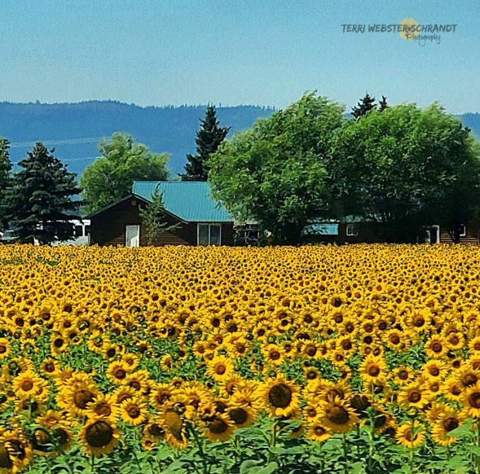 Field of sunflowers