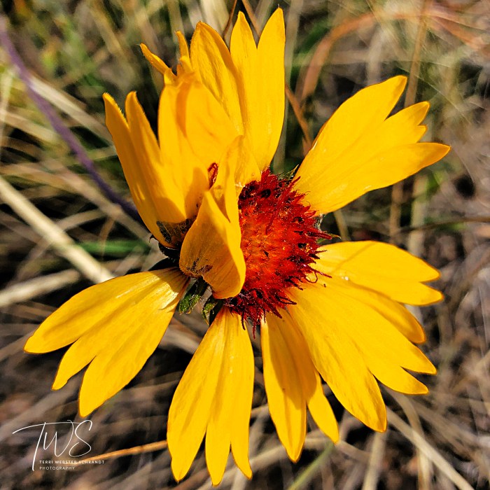 autumn wild coneflower