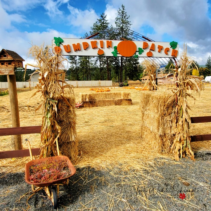 Neighborhood Pumpkin Patch
