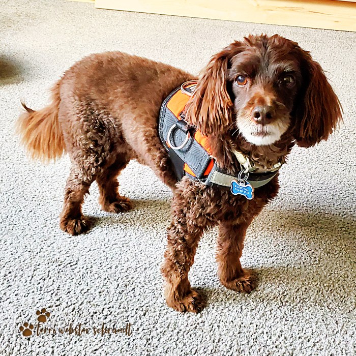 dog in orange harness