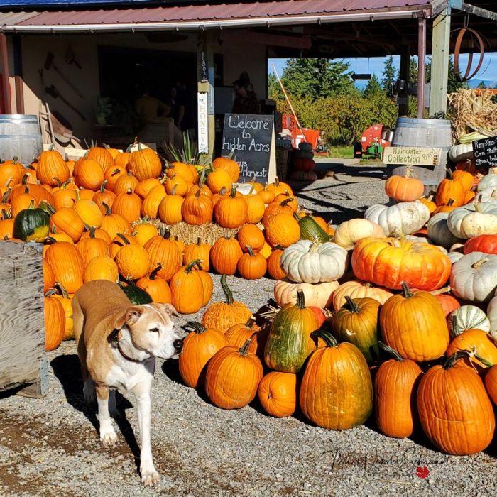 Pumpkin Patch and Dog