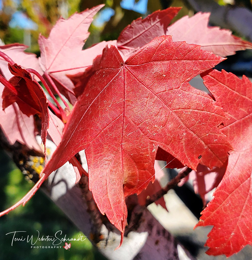 Pink and red Maple Leves