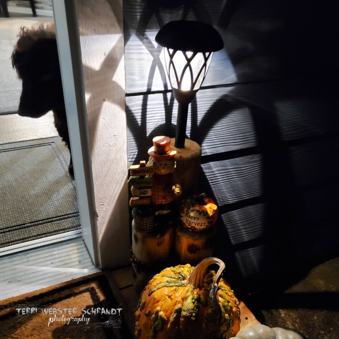 Halloween decor and dog