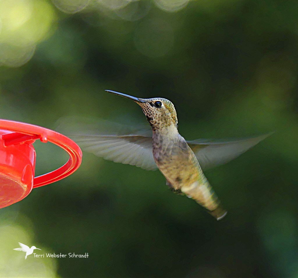Happy Hummingbird