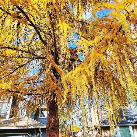 Willowy European Larch