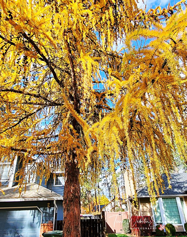 #WordlessWednesday: Fall’s Feathery&nbsp;Touch