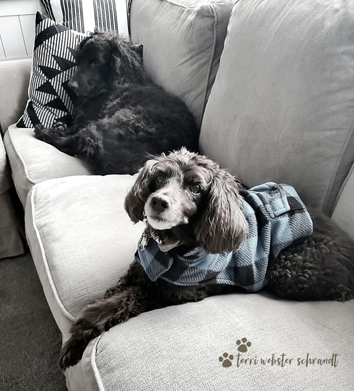 Sunday Stills: Fur-tastic Paws and Birds of a&nbsp;Feather
