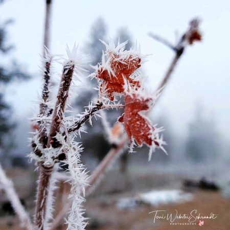 Frosty red maple leaf