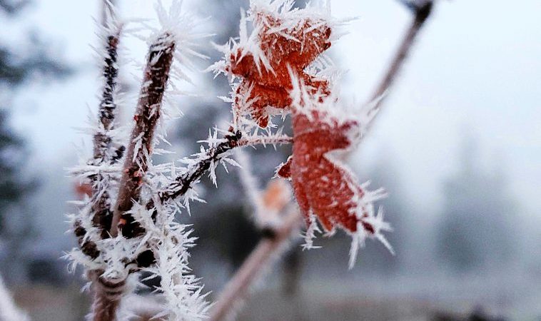 Frosty red maple leaf