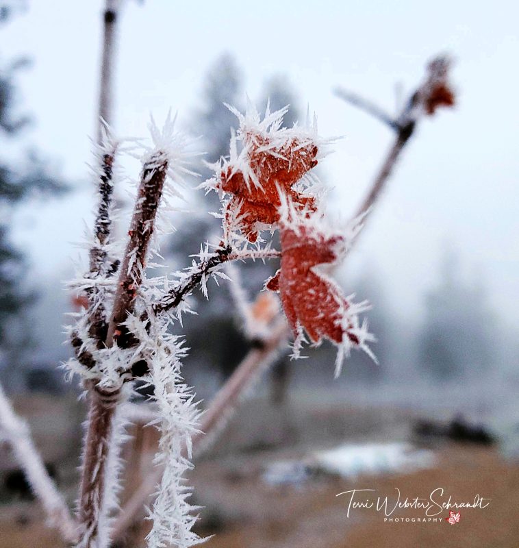 #WordlessWednesday: Winter, come rest your soul on Autumn’s weary&nbsp;head