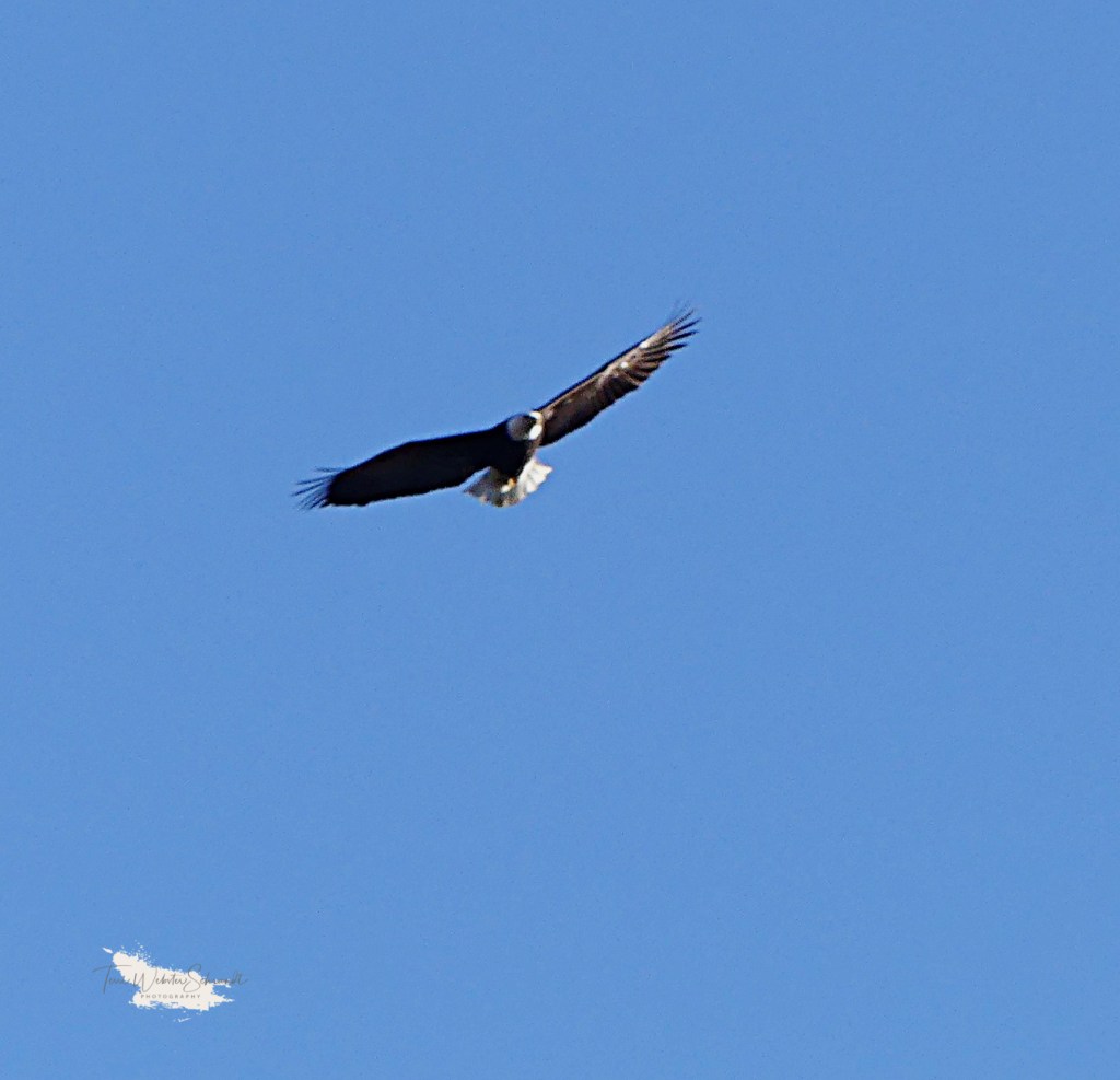 Bald Eagle circle Lake Couer D'Alene