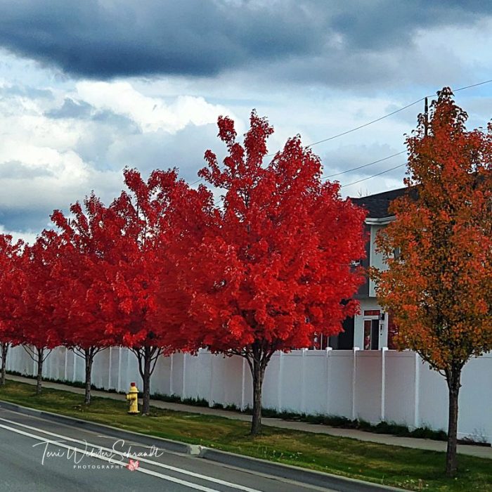 Autumn Deep Red Maples