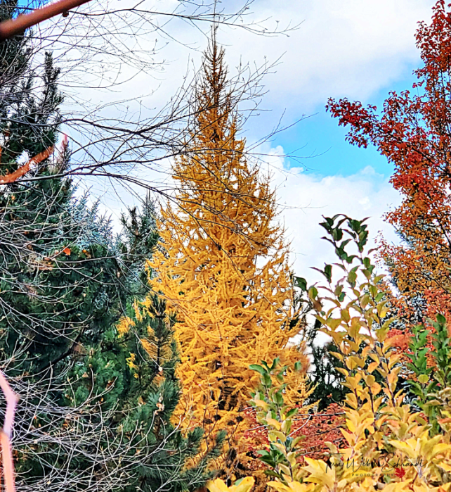 Western Larch (tamarack)