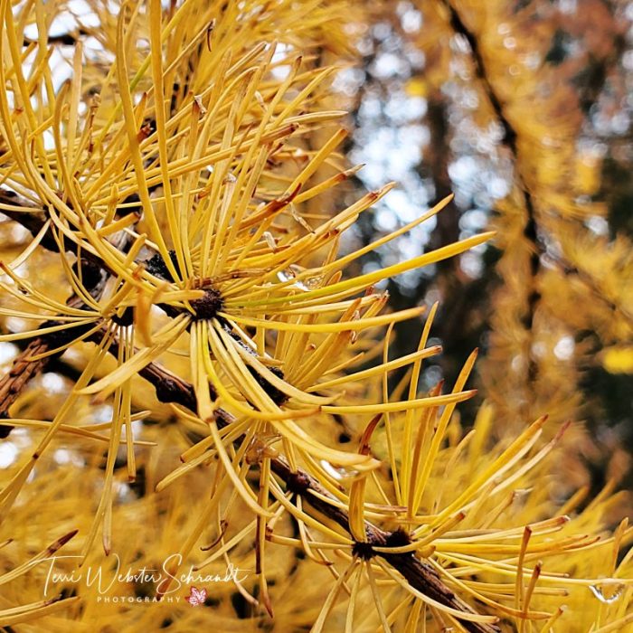 Close-up WEstern Larch needles