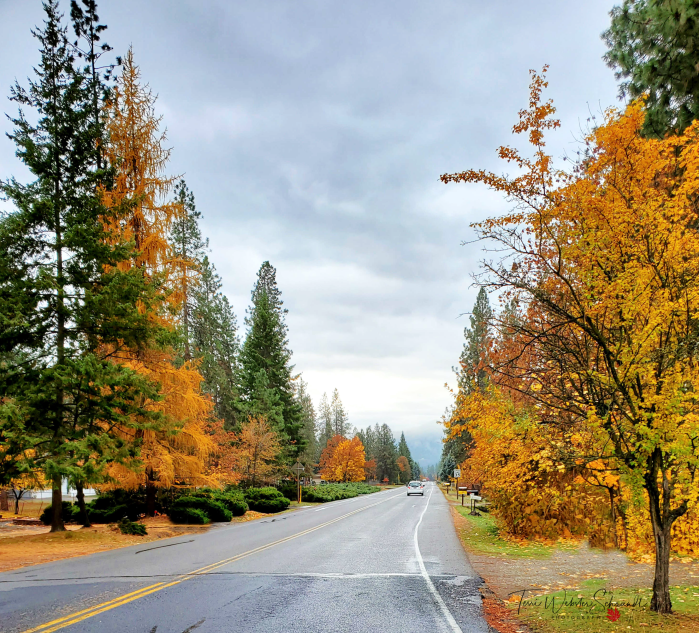 Golden larch rural street