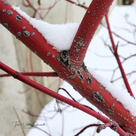 Fresh snow on branch