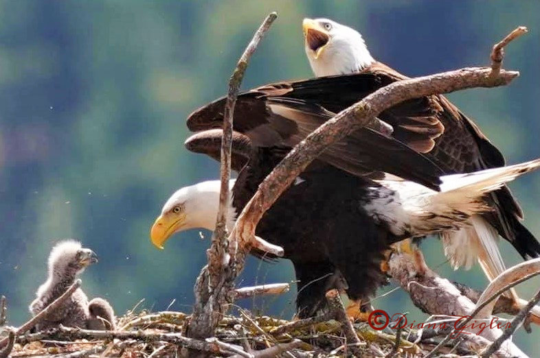 Bluebell Court Eagles c DianaGigler