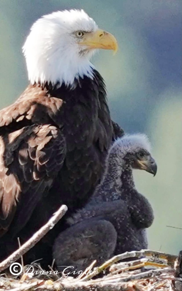 Bluebell Court Eagles c DianaGigler