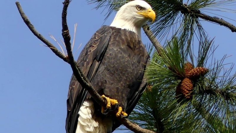 American Bald Eagle