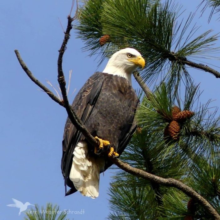 American Bald Eagle