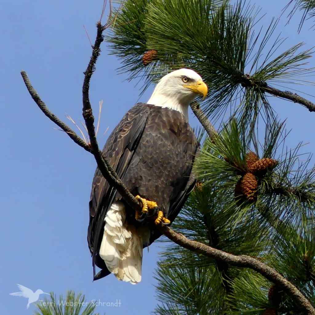 American Bald Eagle
