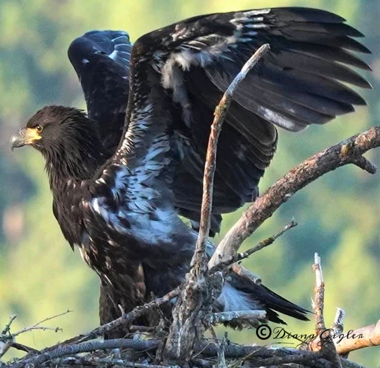 Bluebell Court Eagles c DianaGigler