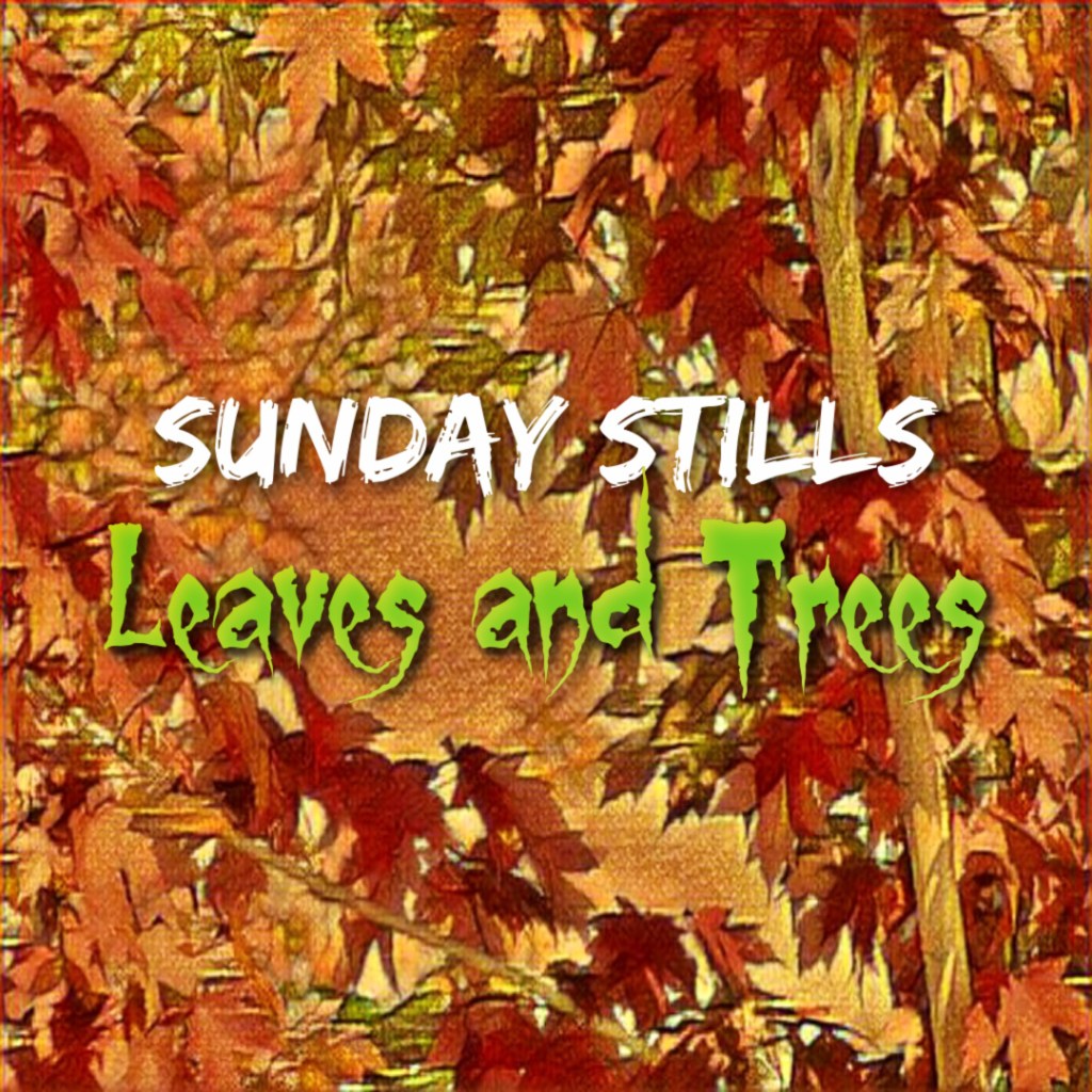Sunday Stills: #Leaves have Fallen from the&nbsp;#Trees