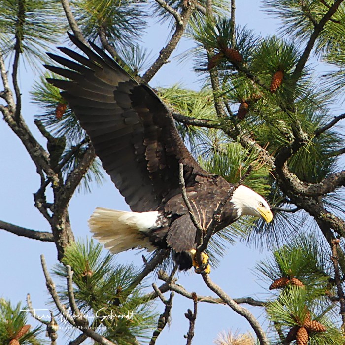 Bald Eagle