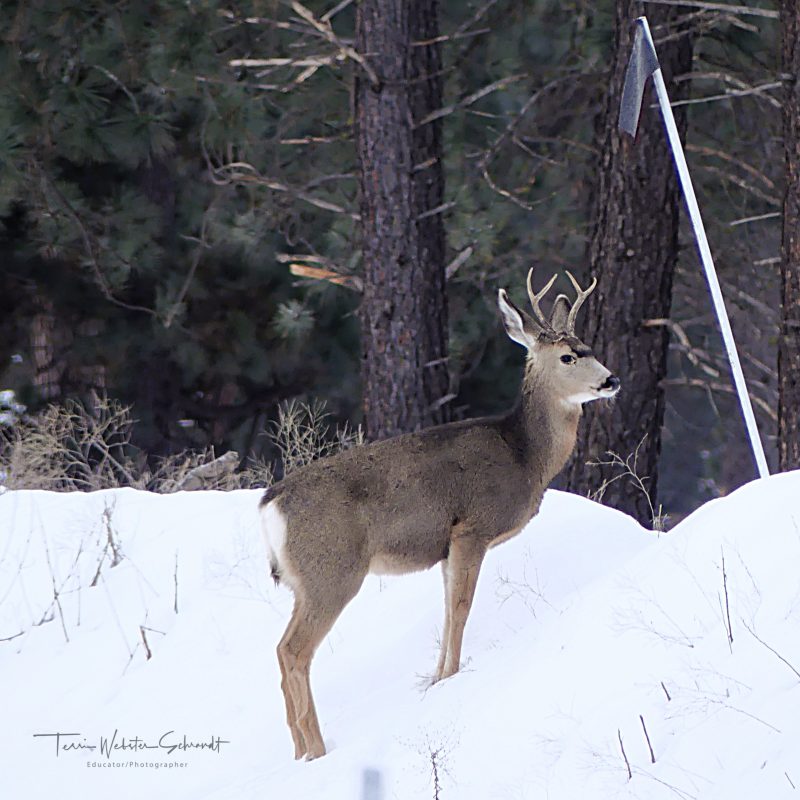 4 point buck