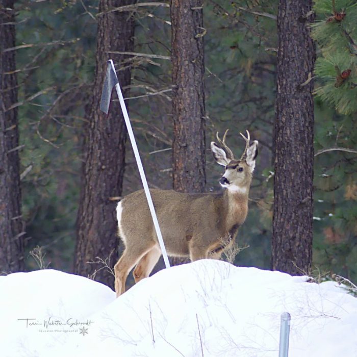 4-point buck