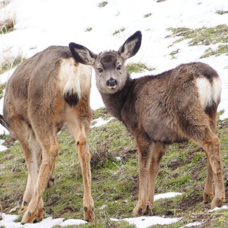 Mule Deer family