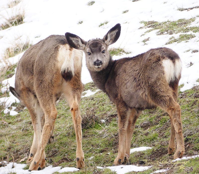 Sunday Stills: It’s a #Wild(Life)&nbsp;World