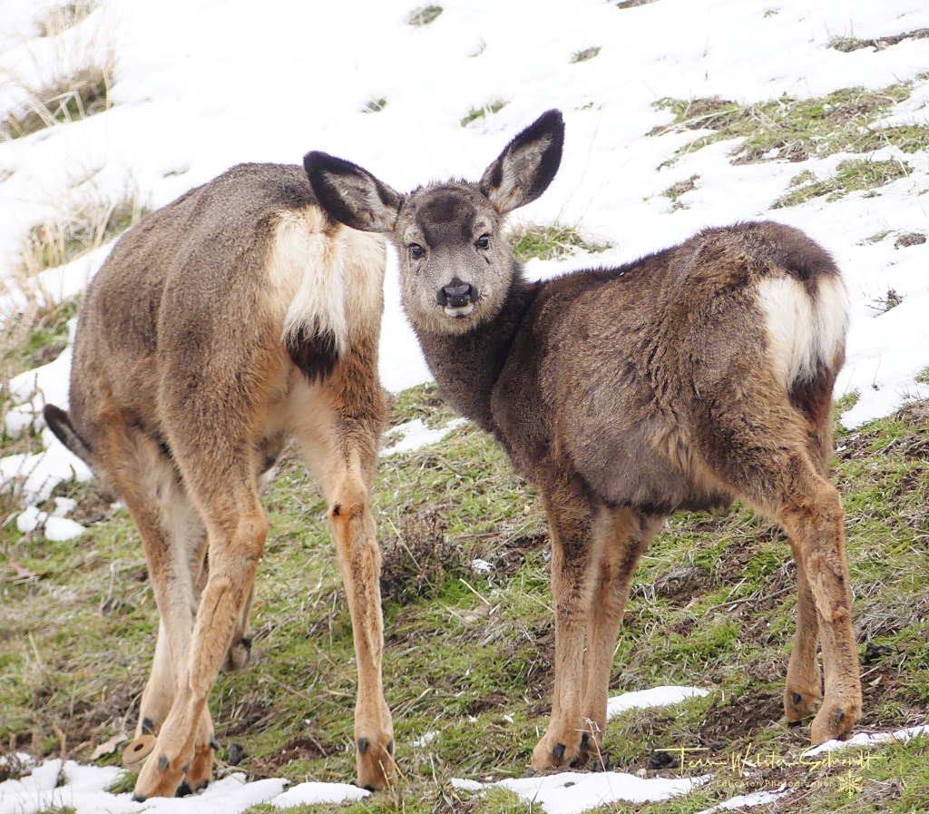 White-tailed Deer family