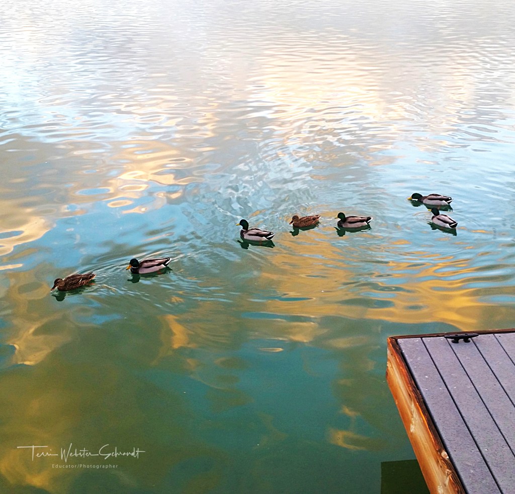 Ducks at sunrise