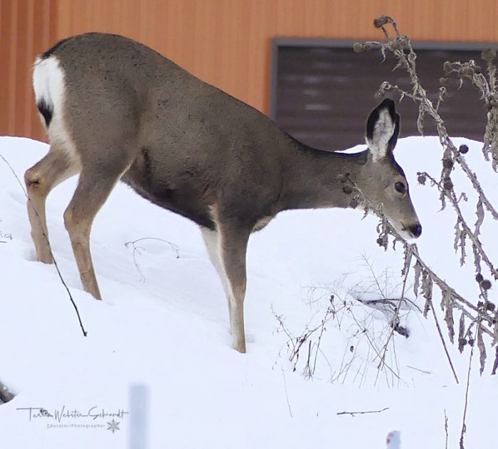 white tailed deer grazing