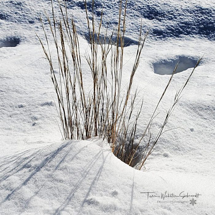 White grass white snow