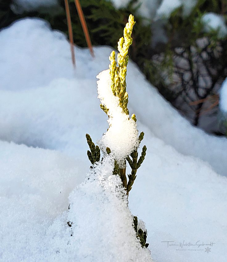 Sunday Stills Monthly Color Challenge #White: Life Inside a Snow&nbsp;Globe