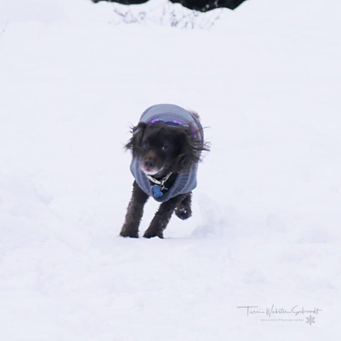 dog running lickity split