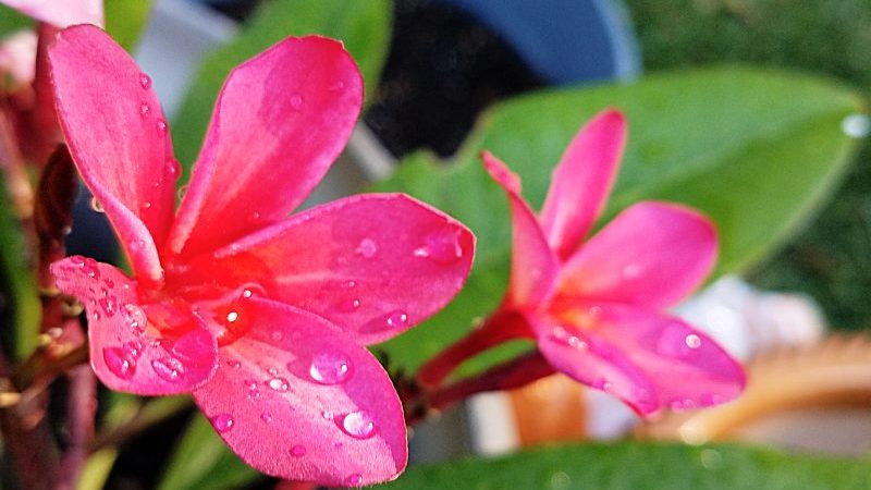 Potted Plumeria Plants