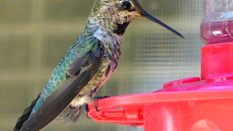 Anna's Hummingbird perched