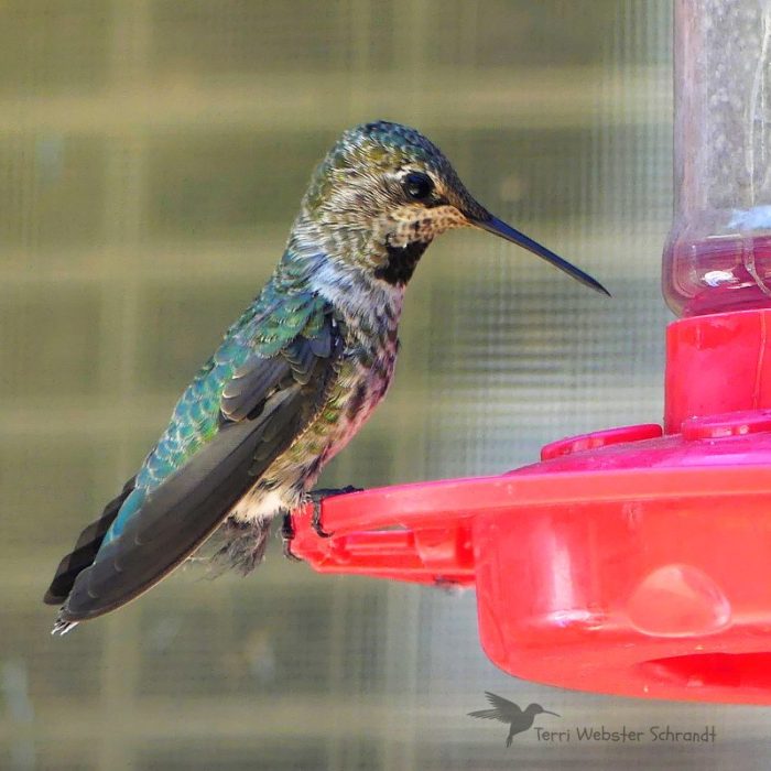 Anna's Hummingbird perched