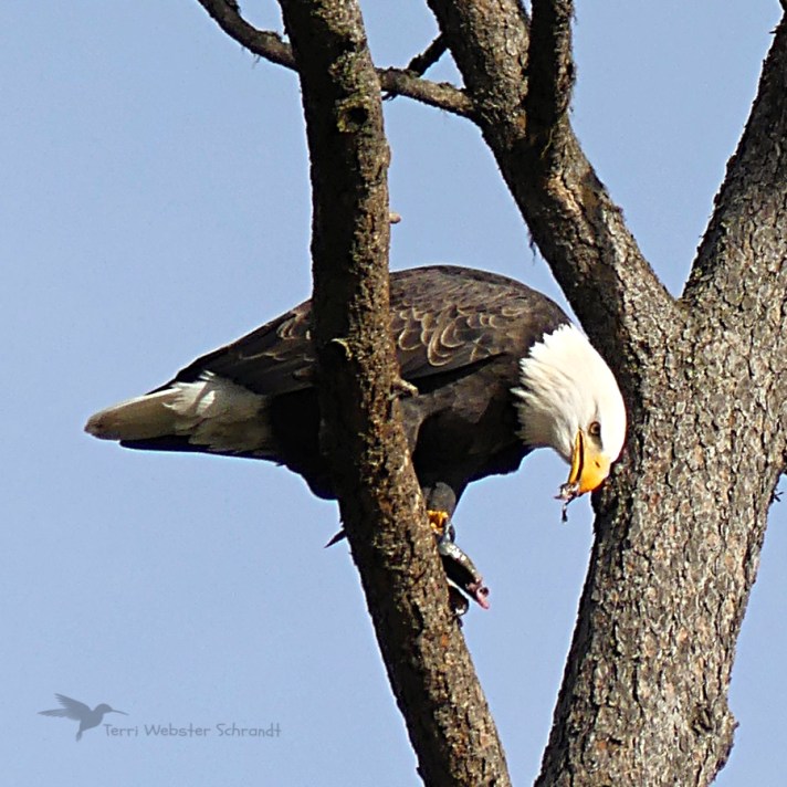 Bald eagle eating fish